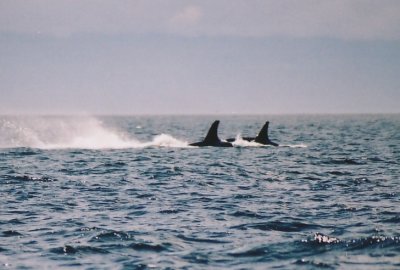 fins