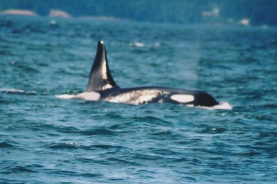 killer whale