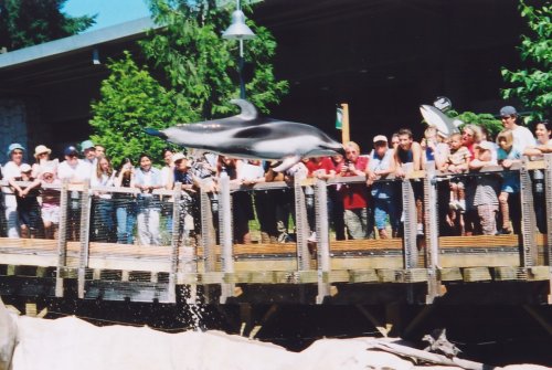 springer airborne
