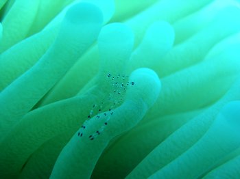 anemone shrimp