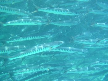schooling barracudas
