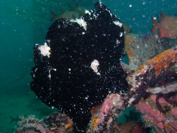 big black frogfish