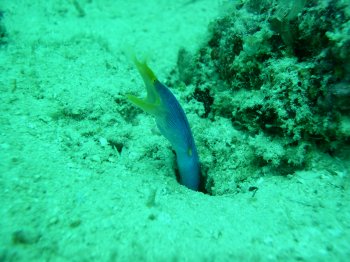 blue ribbon eel