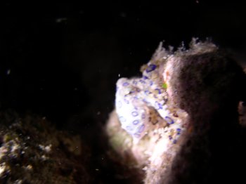 blue-ringed octopus