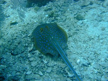 blue spotted ray