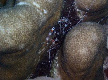 boxer shrimp