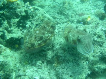two broadclub cuttlefish