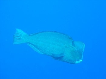 bumphead parrotfish