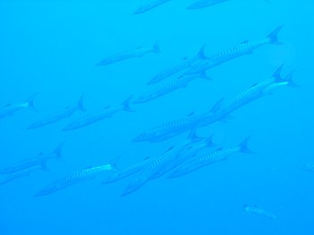 chevron barracuda