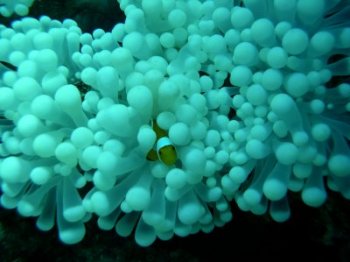 clown fish