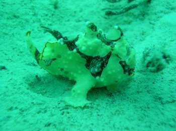 clown frogfish