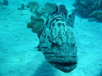 potato cod