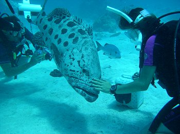 cod feed at the coral hole