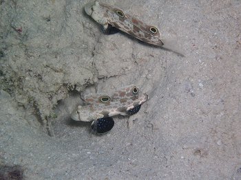 crab eye goby pair