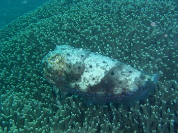 cuttlefish