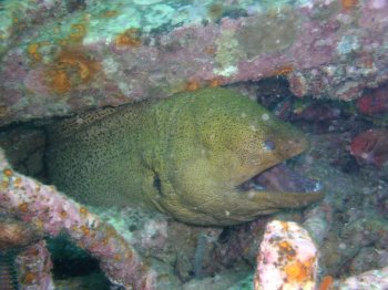 elvis the moray eel