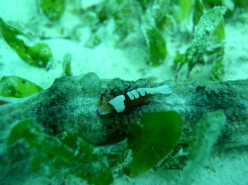 emperor shrimp