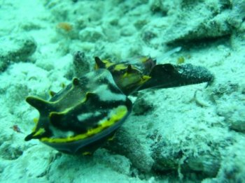 flamboyant cuttlefish