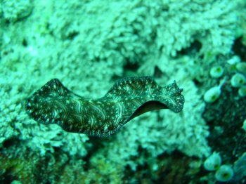 flatworm