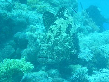 flowery cod
