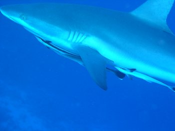 gray whaler up close