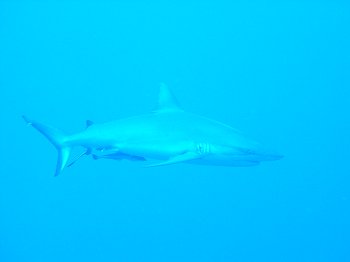 gray whaler