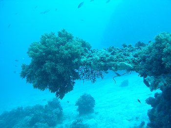 gbr coral