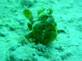 green frogfish