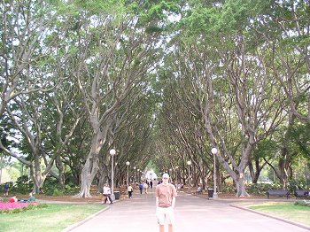 trees at hyde park