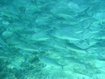 schooling jacks