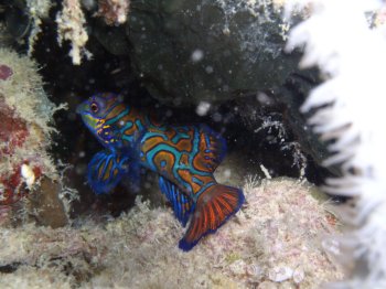 mandarin fish