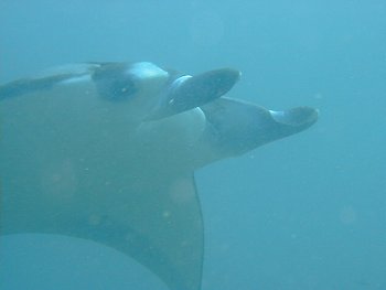 manta