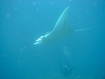 manta and jan