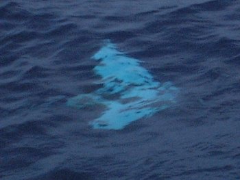 manta ray