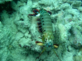 mantis shrimp