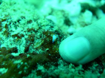 baby nudibranch
