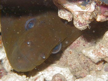 moray