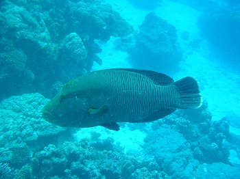 napolean wrasse