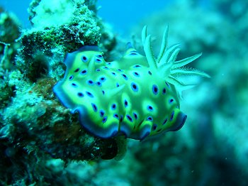 purple spotted nudibranch