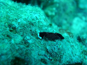 black slug