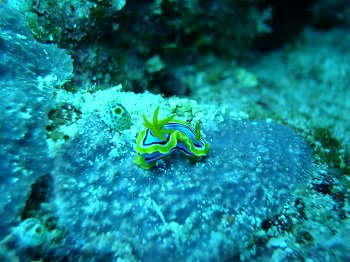 baby nudibranch