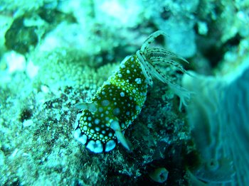 knobbly nudibranch