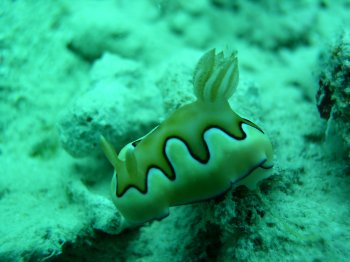 yellow nudibranch