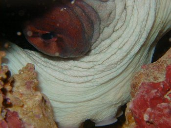octopus