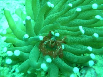orang utan crab