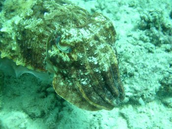 pharoah cuttlefish