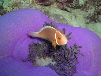 pink anemone fish