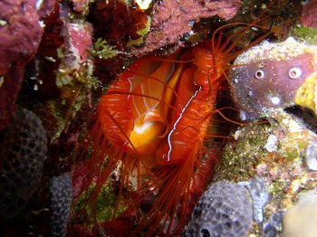 red flame file shell