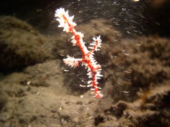 red ornate pipefish
