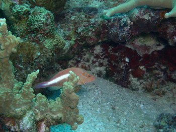 ring eyed hawk fish
